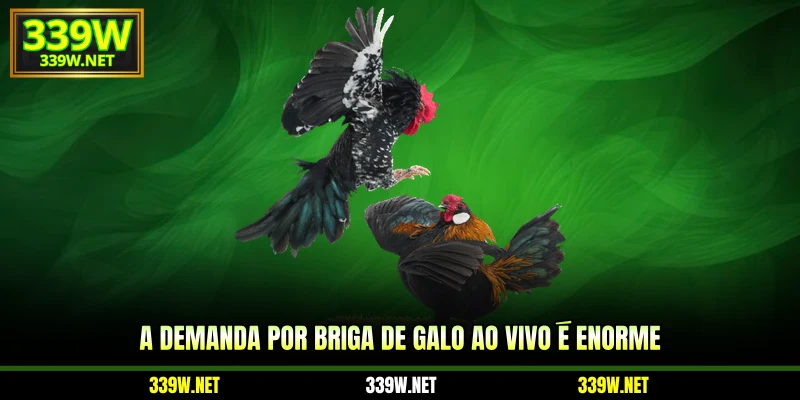 A demanda por briga de galo ao vivo é enorme