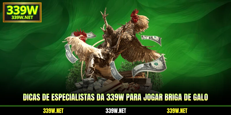 Dicas de especialistas da 339W para jogar briga de galo