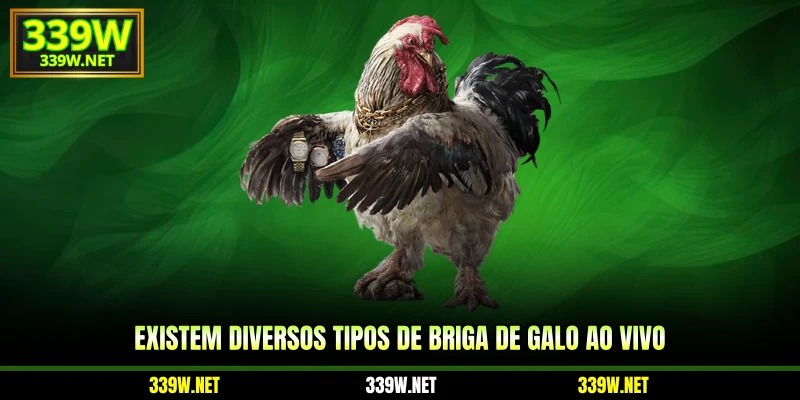 Existem diversos tipos de briga de galo ao vivo