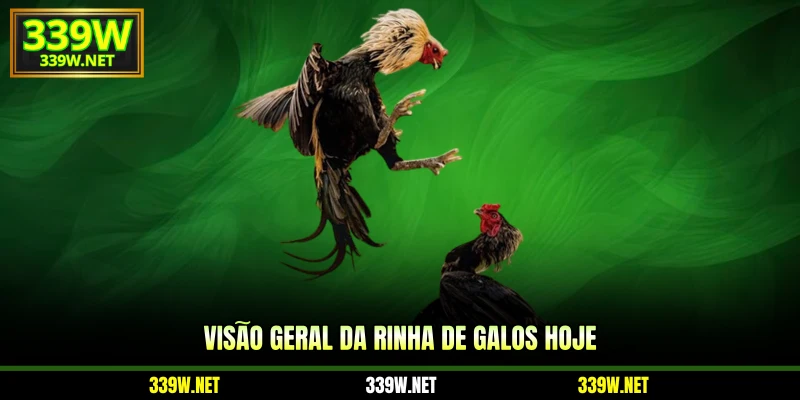 Visão geral da Rinha de Galos Hoje